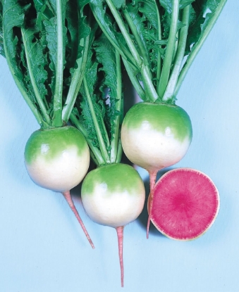 Picture of Radish Red Meat